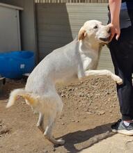 PAULETTE, Hund, Mischlingshund in Italien - Bild 20