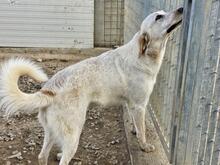 PAULETTE, Hund, Mischlingshund in Italien - Bild 24