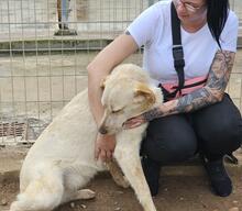 PAULETTE, Hund, Mischlingshund in Italien - Bild 34