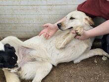 PAULETTE, Hund, Mischlingshund in Italien - Bild 4