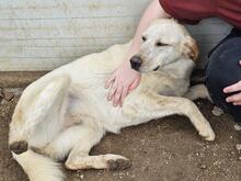 PAULETTE, Hund, Mischlingshund in Italien - Bild 6