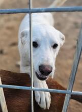 ELENA, Hund, Mischlingshund in Italien - Bild 13