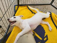 ELENA, Hund, Mischlingshund in Italien - Bild 22