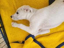 ELENA, Hund, Mischlingshund in Italien - Bild 23