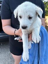 ELENA, Hund, Mischlingshund in Italien - Bild 25