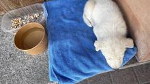 ELENA, Hund, Mischlingshund in Italien - Bild 26