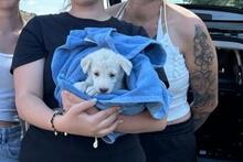 ELENA, Hund, Mischlingshund in Italien - Bild 27