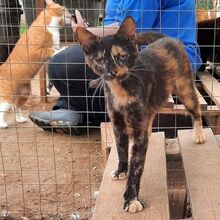 ARIEL, Katze, Europäisch Kurzhaar in Griechenland