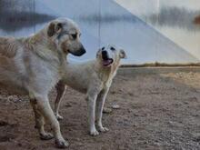 HELGA, Hund, Mischlingshund in Italien - Bild 10