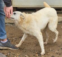 HELGA, Hund, Mischlingshund in Italien - Bild 12