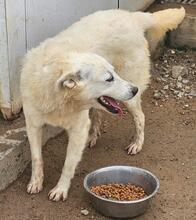 HELGA, Hund, Mischlingshund in Italien - Bild 14