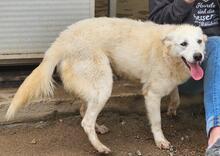 HELGA, Hund, Mischlingshund in Italien - Bild 15