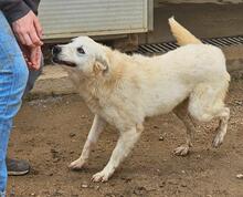 HELGA, Hund, Mischlingshund in Italien - Bild 17