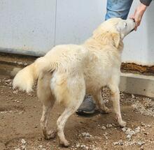 HELGA, Hund, Mischlingshund in Italien - Bild 18