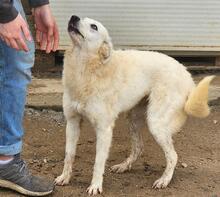 HELGA, Hund, Mischlingshund in Italien - Bild 19