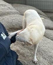 HELGA, Hund, Mischlingshund in Italien - Bild 25