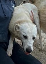 HELGA, Hund, Mischlingshund in Italien - Bild 27