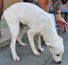 HELGA, Hund, Mischlingshund in Italien - Bild 34