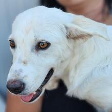 HELGA, Hund, Mischlingshund in Italien - Bild 37