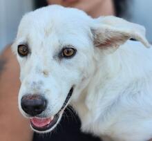 HELGA, Hund, Mischlingshund in Italien - Bild 39