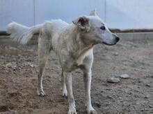 HELGA, Hund, Mischlingshund in Italien - Bild 5