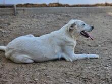 HELGA, Hund, Mischlingshund in Italien - Bild 6