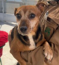 AMELIA, Hund, Jack Russell Terrier-Mix in Landau - Bild 4