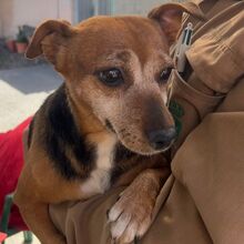 AMELIA, Hund, Jack Russell Terrier-Mix in Landau - Bild 5