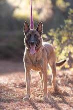 DEMBE, Hund, Malinois in Spanien - Bild 1