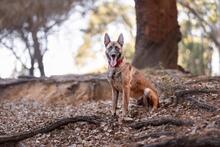 DEMBE, Hund, Malinois in Spanien - Bild 2