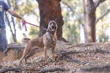 DEMBE, Hund, Malinois in Spanien - Bild 3