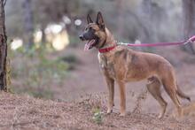 DEMBE, Hund, Malinois in Spanien - Bild 4