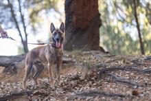 DEMBE, Hund, Malinois in Spanien - Bild 5