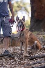 DEMBE, Hund, Malinois in Spanien - Bild 6