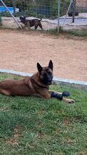 DEMBE, Hund, Malinois in Spanien - Bild 7