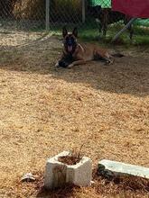 DEMBE, Hund, Malinois in Spanien - Bild 8