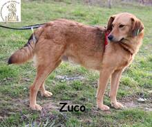 ZUCO, Hund, Mischlingshund in Bosnien und Herzegowina