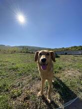 ZUCO, Hund, Mischlingshund in Bosnien und Herzegowina - Bild 11