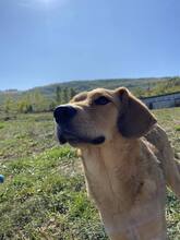 ZUCO, Hund, Mischlingshund in Bosnien und Herzegowina - Bild 9