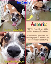 ASTERIX, Hund, Mischlingshund in Rodgau - Bild 8