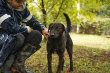 KYLO, Hund, Mischlingshund in Kroatien - Bild 1