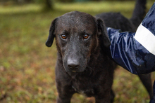 KYLO, Hund, Mischlingshund in Kroatien - Bild 4