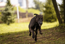 KYLO, Hund, Mischlingshund in Kroatien - Bild 6