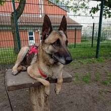 FRIDA, Hund, Deutscher Schäferhund in Oranienburg