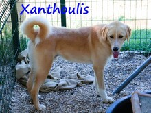 XANTHOULIS, Hund, Mischlingshund in Griechenland - Bild 10