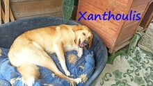 XANTHOULIS, Hund, Mischlingshund in Griechenland - Bild 7