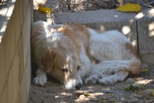 URO, Hund, Mischlingshund in Spanien - Bild 2