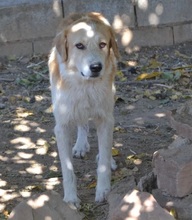 URO, Hund, Mischlingshund in Spanien - Bild 3