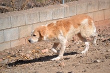 URO, Hund, Mischlingshund in Spanien - Bild 4