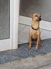 BELLA, Hund, Pinscher-Mix in Italien - Bild 2